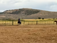 Kanca, National Show Horse — 3. fotó