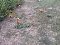 Chickens — Foto 7