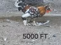 Chickens — फ़ोटो 3