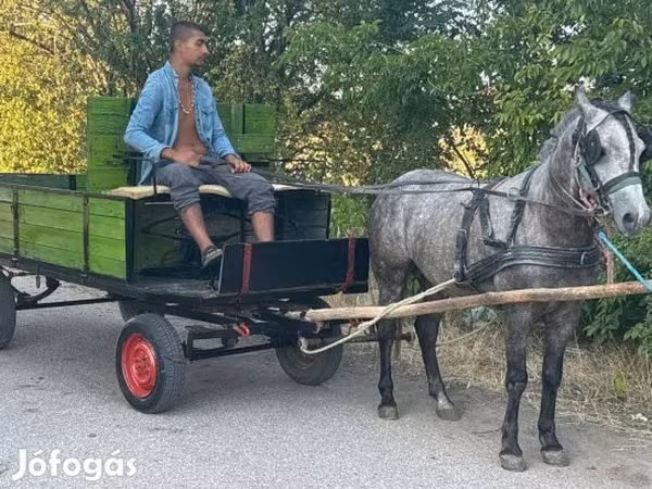 Hing, Lovak — Magyarország