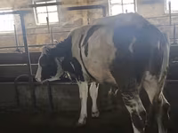 Touro, Simmental cattle — foto 1