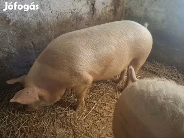 Sow,  — Hungary