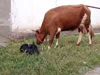गाय, एबरडीन - एंगस — फ़ोटो 2