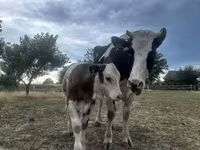 Tehén, Holstein fajta — 7. fotó