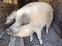 Süldőanya — 1. fotó