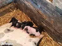 Pigs (batch, sex not specified), Вьетнамская вислобрюхая — photo 1