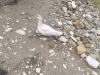 Ducks — foto 2