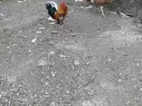 Chickens — foto 4