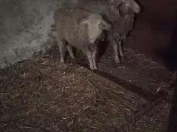 母羊, Sheep