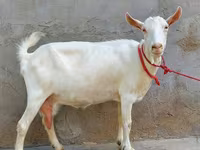 Ziege, Saanen goat — Foto 1