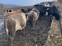 Bika, Russian Black pied cattle — 2. fotó