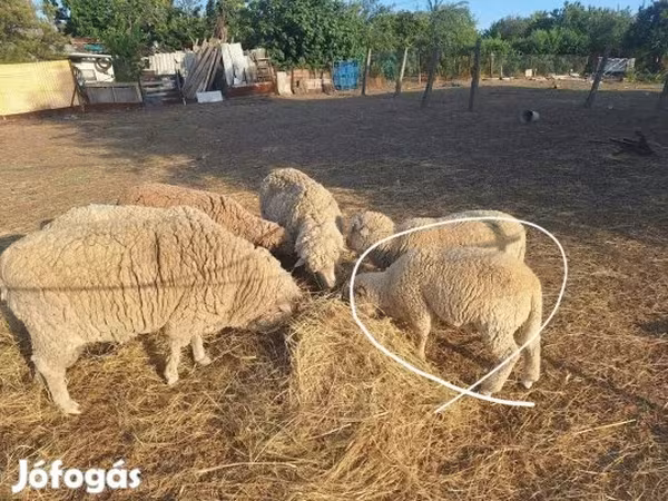 Kos, Juhok — Magyarország