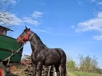 Mare, Nonius horse — photo 5