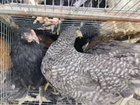 Chickens — फ़ोटो 3