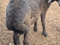 Kos, Karakul sheep — 2. fotó
