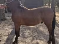 公马, Horses — 照片 1