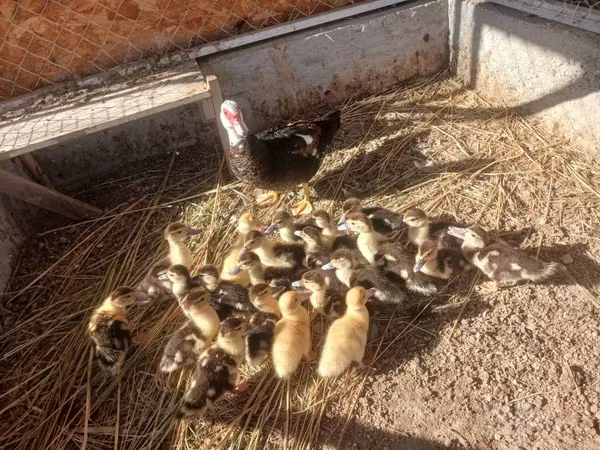 Ducks