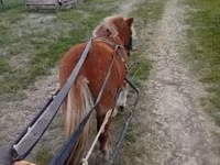 घोड़ा, Shetland Pony — फ़ोटो 3