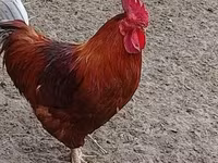 Chickens — 照片 2
