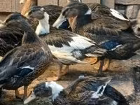 Ducks — 照片 1