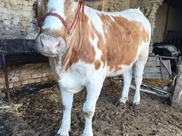 Byk, Simmental cattle