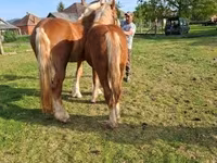 Horse (M), Horses — photo 3