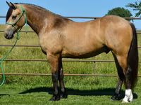 घोड़ा, Gypsy horse — फ़ोटो 4