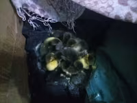 Ducks — 4-сурет