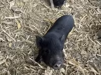 母猪, Pigs — 照片 6
