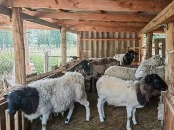 Beran, Dorper sheep — Maďarsko