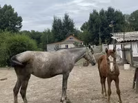 Klisna, Koně — foto 2