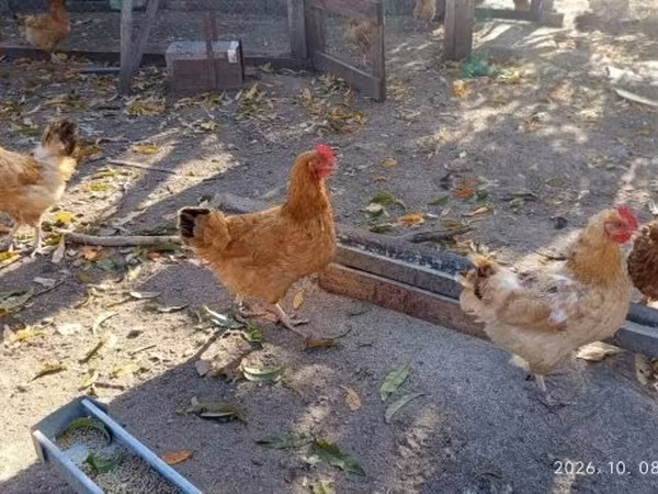 Poule danoise