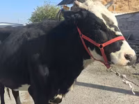 Krowa, Russian Black pied cattle — zdjęcie 1