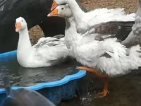 Geese — foto 1