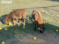 كبش, Cameroon sheep — الصورة 1