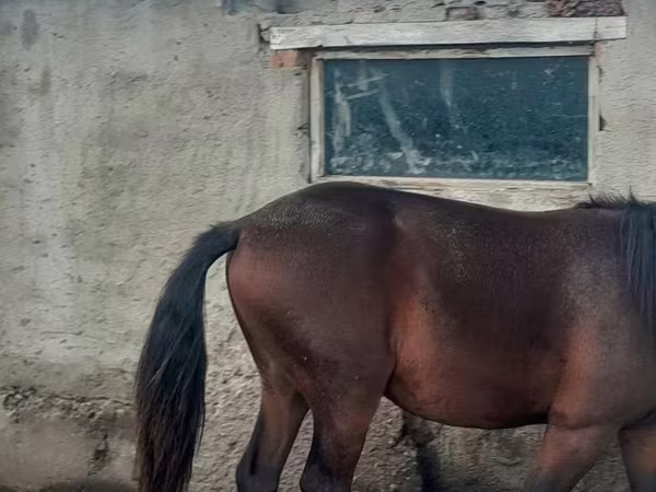 Cavalo, Cavalos