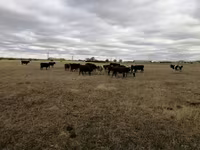 Tehén, Swiss cattle — 5. fotó