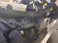 Vaca, Russian Black pied cattle — foto 1