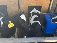 Toro, Raza Holstein — foto 4
