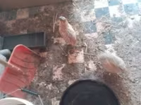 Quails — 1-сурет