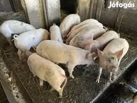 Pigs (batch, sex not specified), Pigs — photo 5