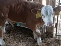 Toro, Simmental cattle — foto 6