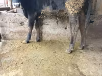 Touro, Russian Black pied cattle — foto 2