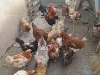 Chickens — photo 4