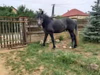 حصان, Lipizzaner — الصورة 2