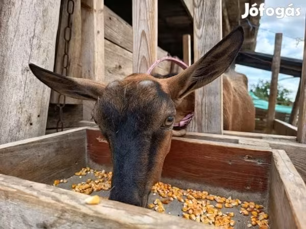 母山羊, Alpine goat