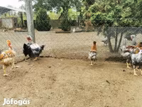 Chickens — 照片 4
