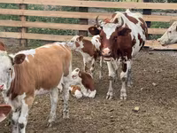 Vaca, Swiss cattle — foto 4