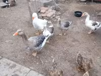 Geese — Foto 2