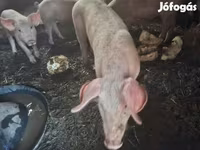 母猪, Pigs — 照片 7